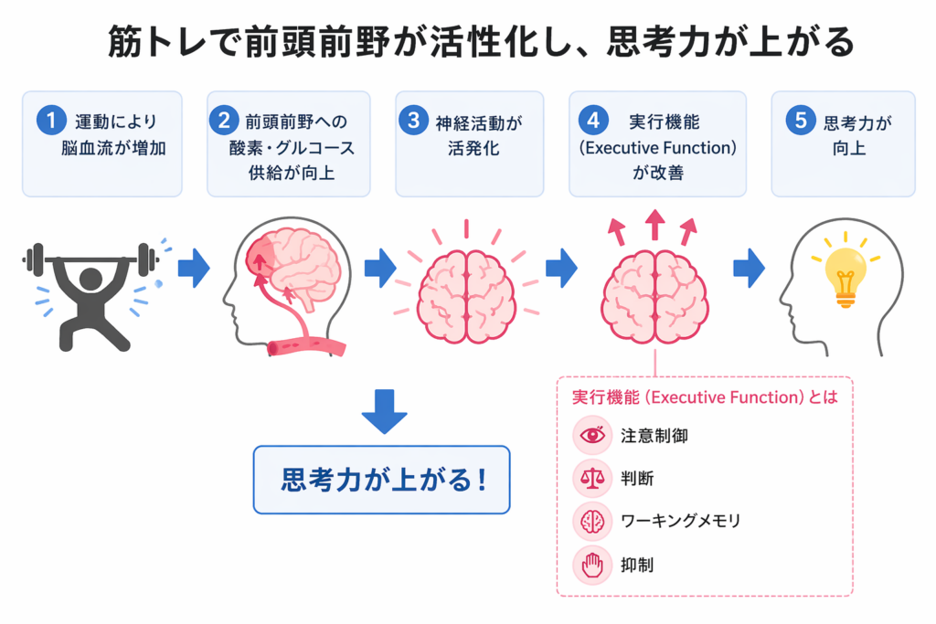 筋トレが前頭前野を活性化し、思考力を向上させるプロセスを示す図。運動、脳血流の増加、栄養供給の向上、神経活動の活性化、実行機能の改善を描写。