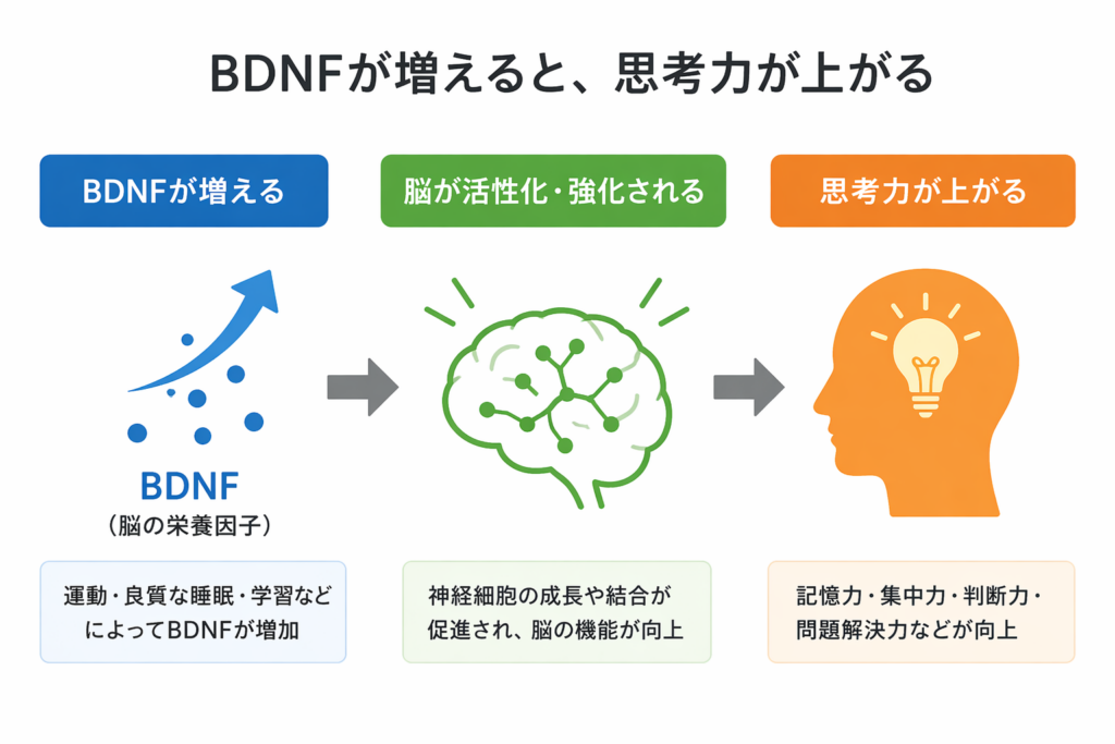 BDNFの増加と脳の活性化が思考力を高めるプロセスを示した図